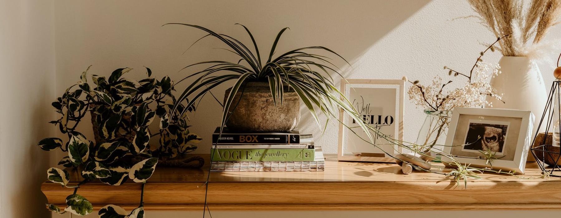 bureau top decorated with potted plants, books and framed pictures